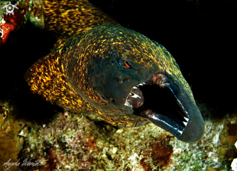 A Moray