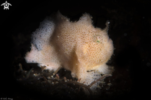 A Frogfish 