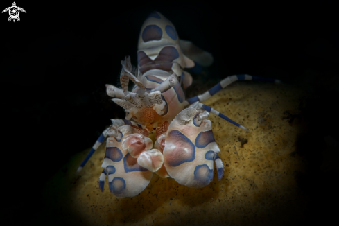 A harlequin shrimp