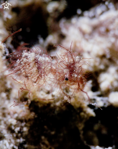 A Hairy Shrimp