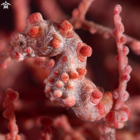 A Pigmy Seahorse