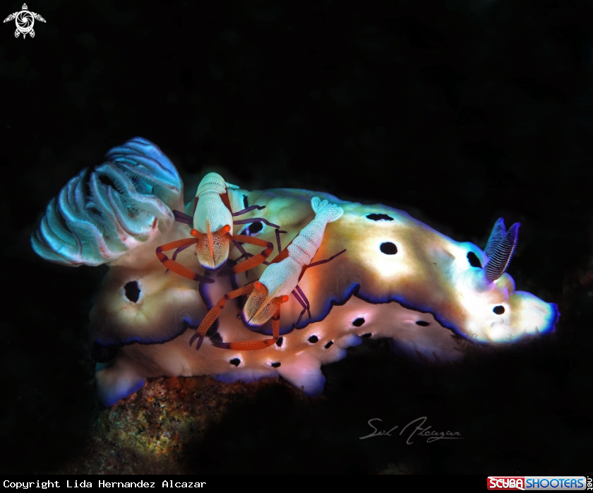 A emperor shrimps on nucibranch