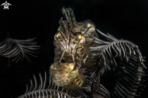 A Small Cuttlefish