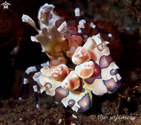 A Harlequin Shrimp