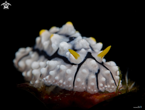 A Nudibranch