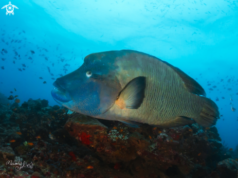 A Napoleon fish 