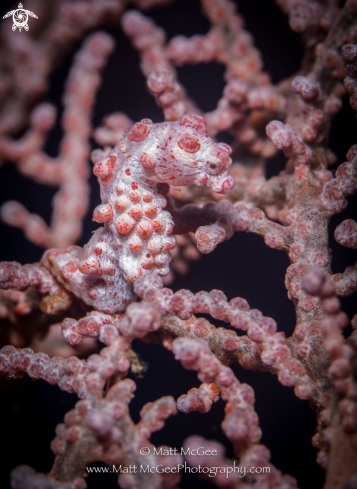 A pygmy seahorse