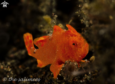 A Juvenile Frog Fish