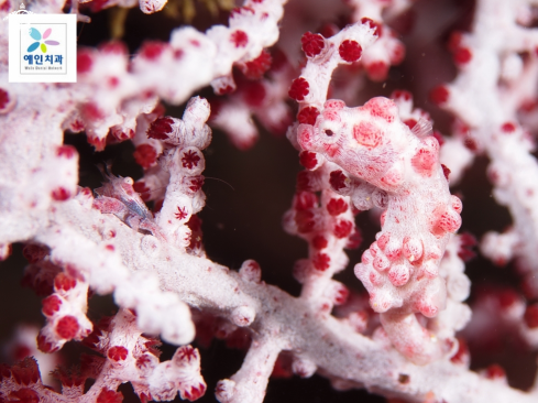 A pigmy seahorse