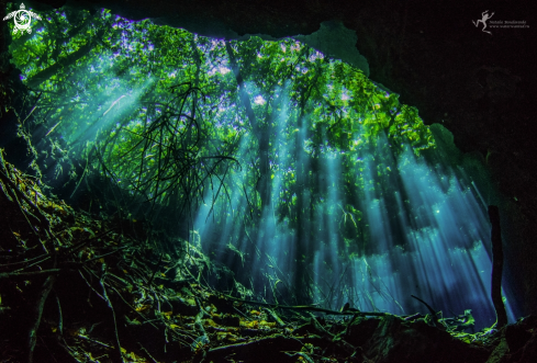 A Cenote Tajma Ha