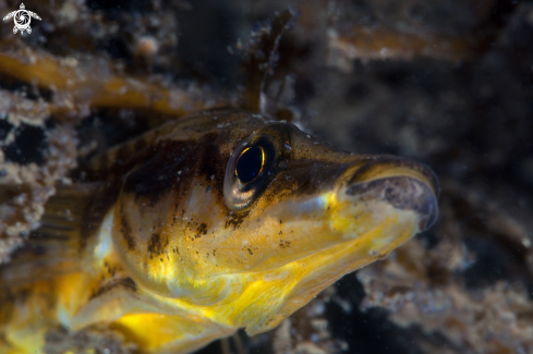 A Fifteen spined stickleback. 