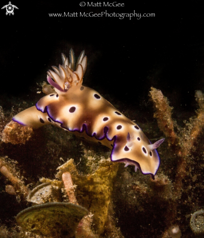 A nudibranch