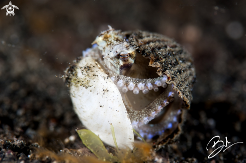 A Coconut Octopus