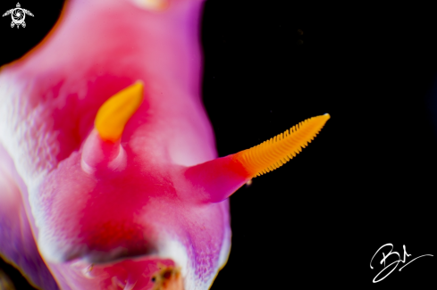 A Nudibranch 