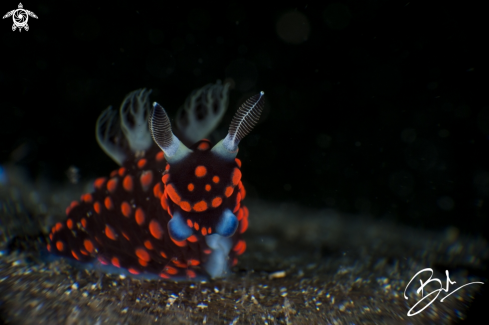 A Nudibranch 