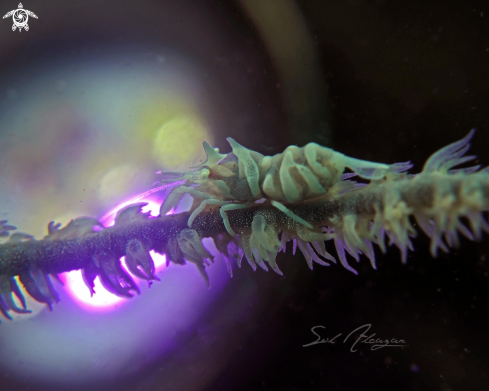A Dasycaris zanzibarica | whip coral shrimp