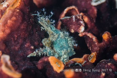 A decorator Crab