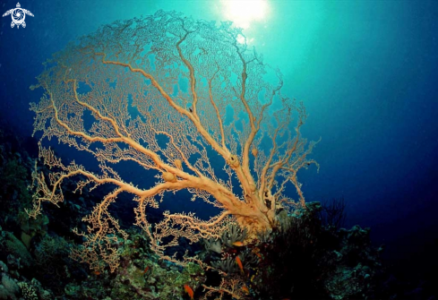 A Gorgonian