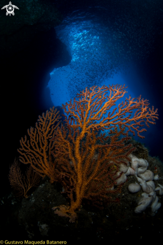 A Sea fan