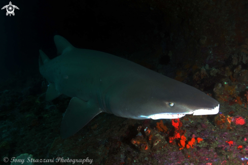 A Grey Nurse Shark