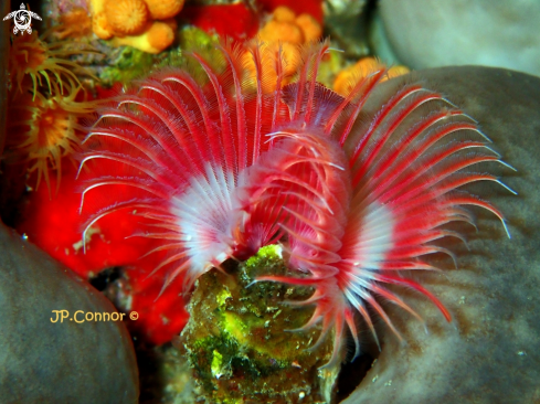 A Serpula vermicularis | Red tubicolous worm