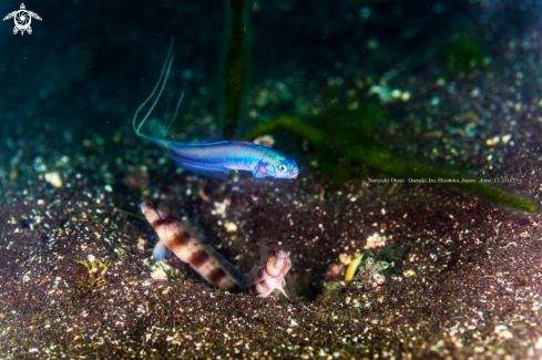 A Ptereleotris hanae (Jordan and Snyder, 1901) and Amblyeleotris japonica Takagi, 1957  | Blue Hana goby and Shrimp Goby