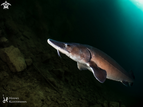 A Acipenser baerii | Siberian Sturgeon