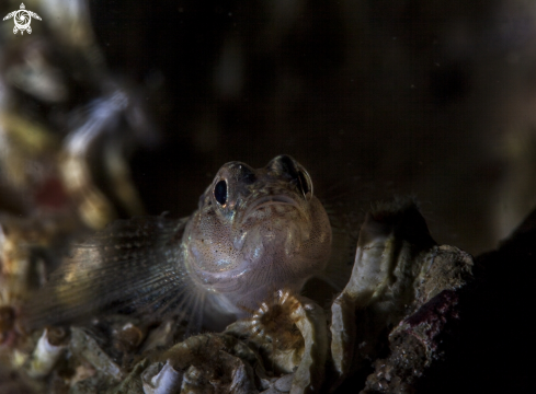 A Goby