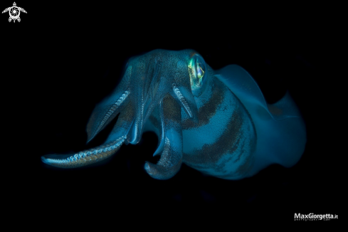 A Sepioteuthis lessoniana | squid