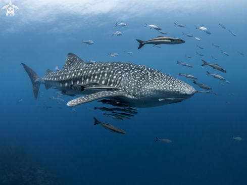 A Whale Shark