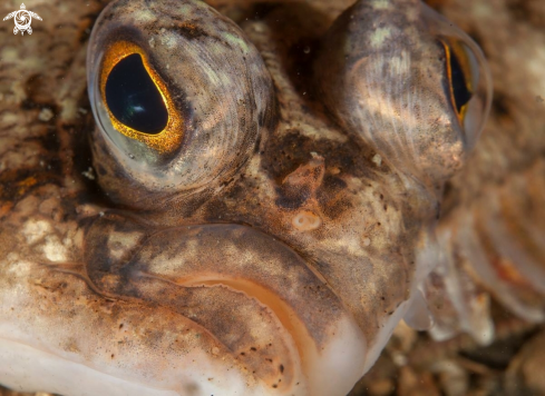 A Flounder