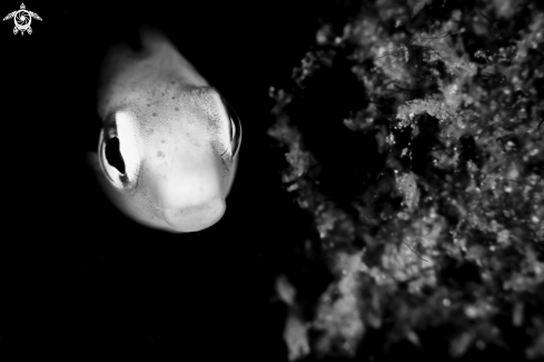 A Blenny