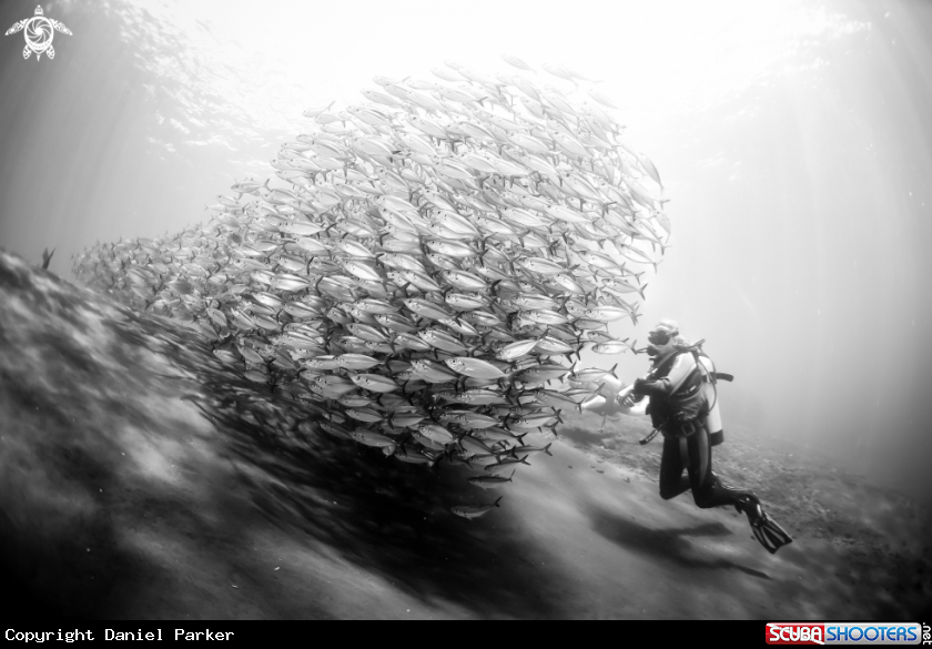 A Shoal of fusiliers