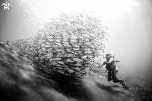 A Shoal of fusiliers