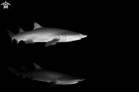 A Rag tooth nurse sharks