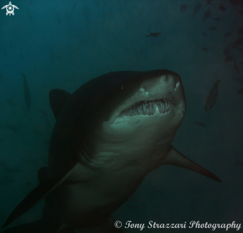 A Carcharias taurus | Grey Nurse Shark