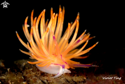 A Nudibranch