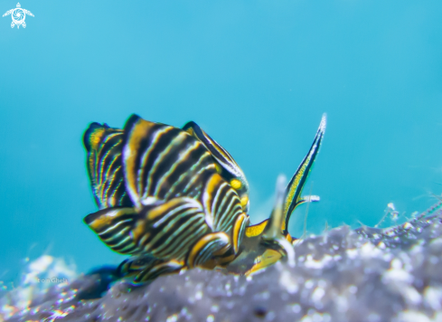 A Nudibranch