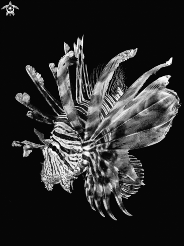 A Lion Fish