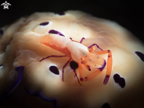 A Emperor Shrimp and Nudi