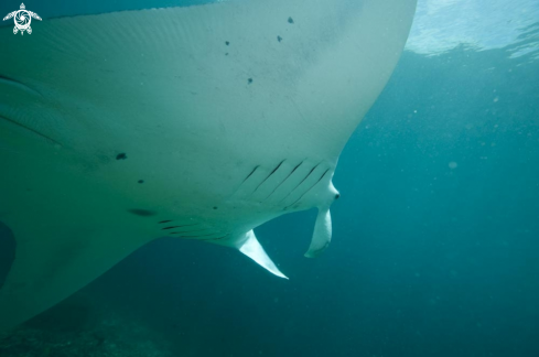 A manta ray