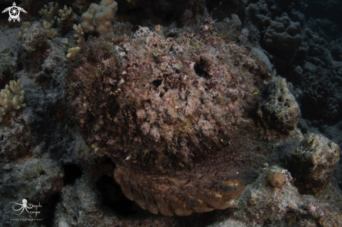 A Stone fish