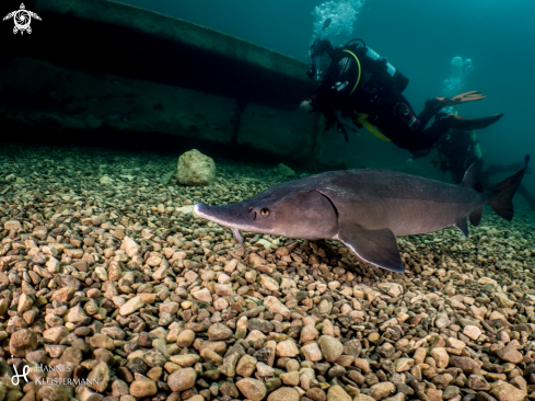 A Siberian Sturgeon