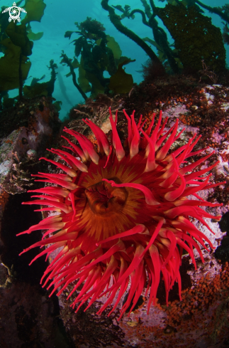 A Fish-Eating Anemone