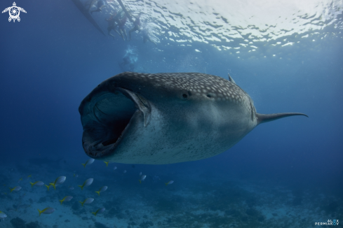 A Whale shark