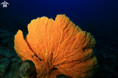 A Gorgonian coral