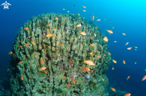 A stony coral