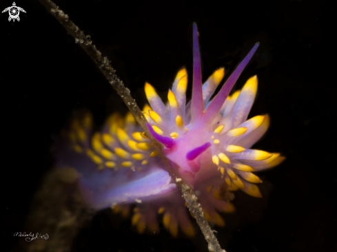 A Nudibranch