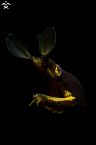 A Ribbon Eel