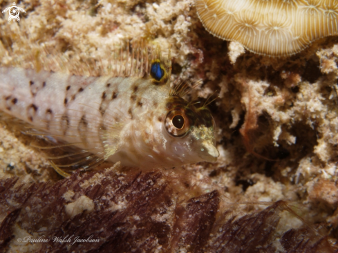 A Malacoctenus boehlkei | Diamond Blenny